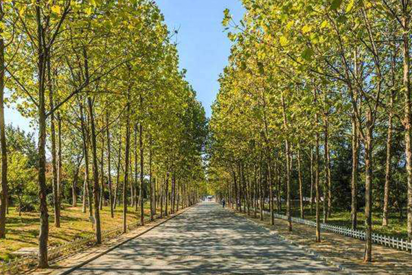 行道树及乔木绿化管护措施，成都环卫公司为您分享